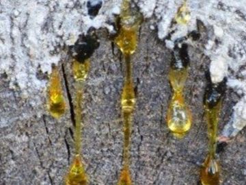 Tree Sap