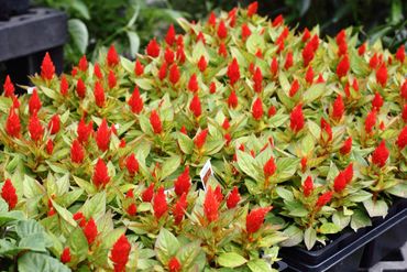 annuals variety hummingbirds color easy low maintenance bright red unusual low growing