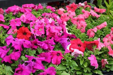 classic summer annuals pink red white variegated petunia callibrachoa baskets planters beds bright