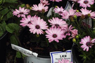 osteospermum daisy cottage garden spring fall summer color meadow blooming 