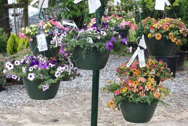 patio porch hanging baskets seasonal holidays summer color colorful plants trailing spiller