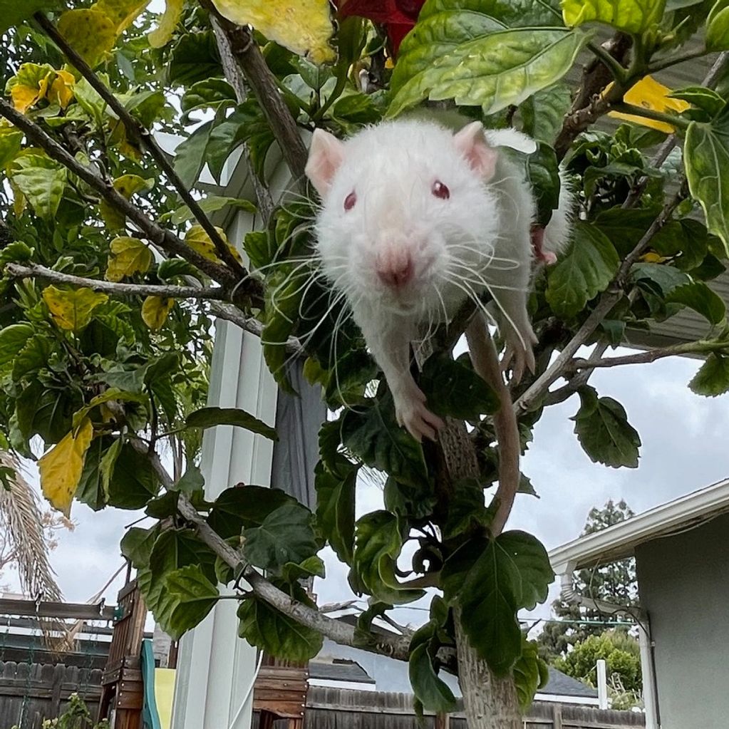 Female himalayan rat in a small tree. She is leaning in towards the camera.