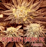 cherry pie cannabis in late flower indoor outdoor medical grow seed seeds how to grow
