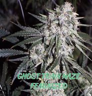 ghost train haze cannabis in late flower.
indoor outdoor grower medical 