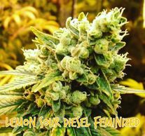 lemon sour d cannabis plant, strain, cultivar in late flower indoor outdoor medical grow seed seeds 