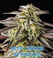 blue cheese cannabis plant, strain, cultivar in late flower indoor outdoor medical grow seed seeds 