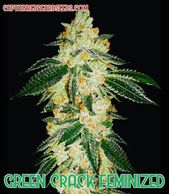 green crack cannabis plant, strain, cultivar in late flower indoor outdoor medical grow seed seeds 