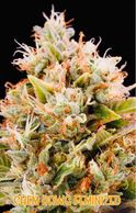 chem dawg cannabis plant, strain, cultivar in late flower indoor outdoor medical grow seed seeds 
