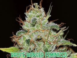 bruce banger cannabis plant, strain, cultivar in late flower indoor outdoor medical grow seed seeds 