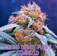 grand daddy cannabis plant, strain, cultivar in late flower indoor outdoor medical grow seed seeds 