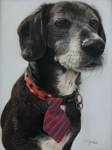 Memorial portrait of Barney, created in pastel pencils. 