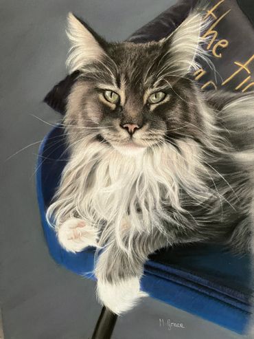 Leo the beautiful very much loved Mancoon cat. 