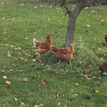 Two chickens standing on grass near a tree.