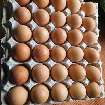 Tray of brown eggs neatly arranged in rows.