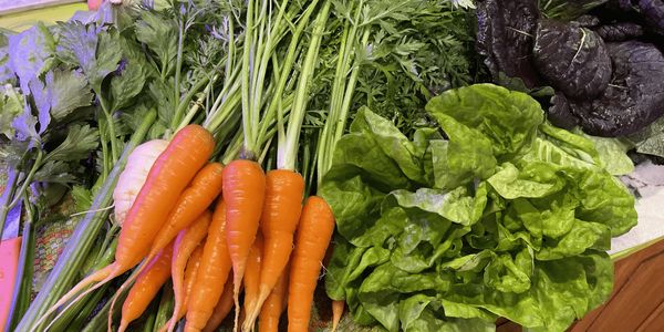 A group of freshly picked vegetables