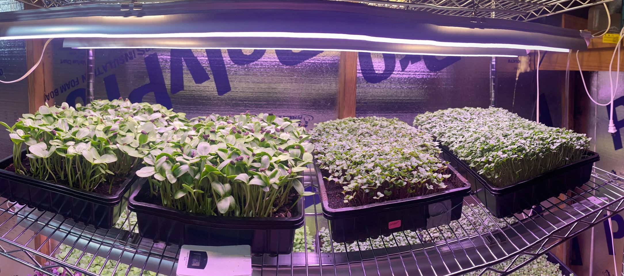 Panaramic view of microgreens growing