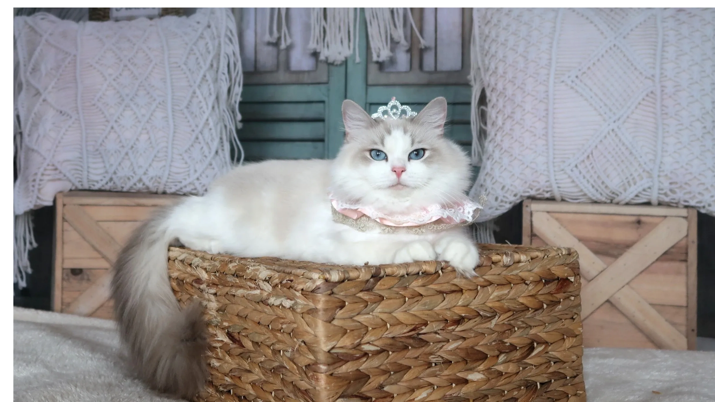Available Ragdoll Kittens in California Ragdolls for Me