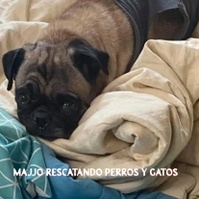 Majjo Rescatando Perros y Gatos