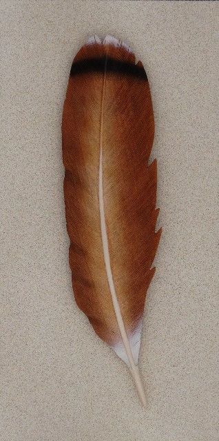 Spirit Feathers Wes Ripple