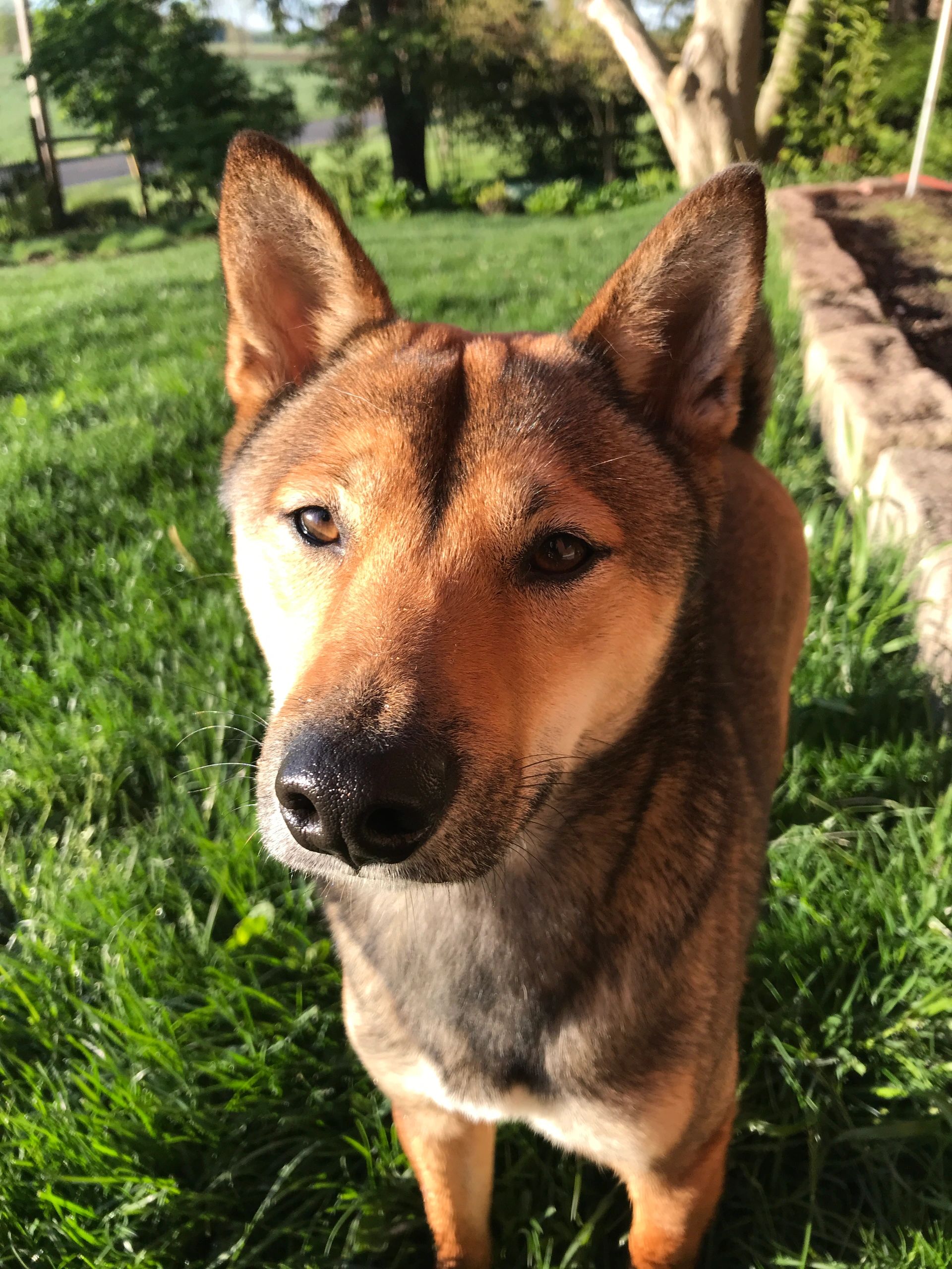 Are Shiba Inus Hard To Train