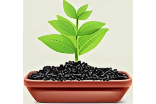 Picture of a plant