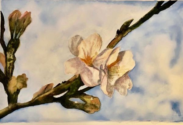 “Almond blossom”
Watercolour on linen paper
11” x 14”