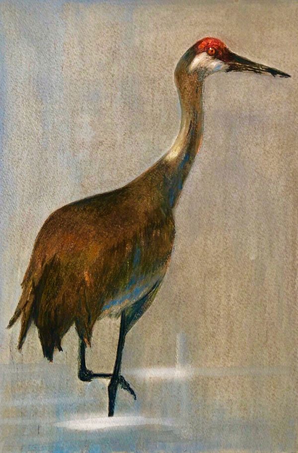 “Sandhill crane”
Watercolour on paper
11” x 14”