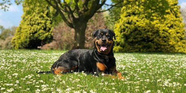 Off lead training