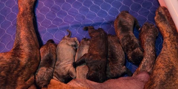 Scarlett/Keagan Litter