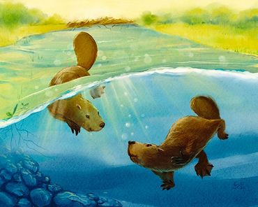 Two beaver are playing in the river during a hot day.