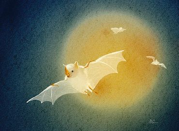 Honduran white bat flying across a full harvest moon.