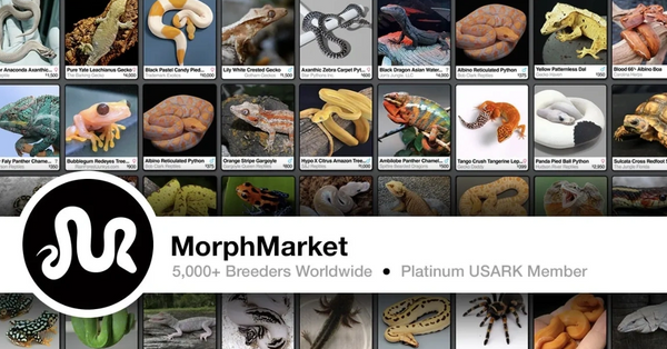 Morph Market