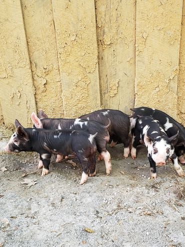 Berkshire piglets