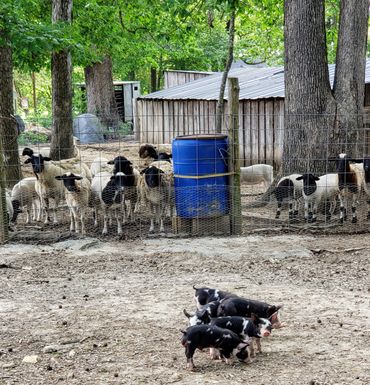 Berkshire piglets, Dorper sheep