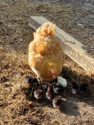 Chicken, chicks, peeps