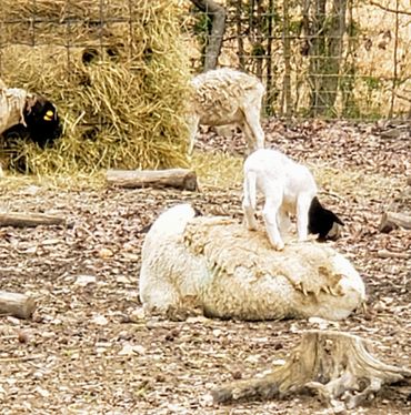 Dorper sheep, Dorper lamb