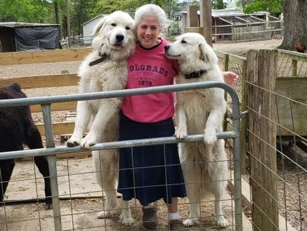 Great Pyrenees dogs with lady
