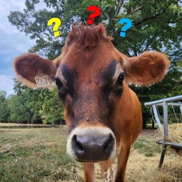 Jersey milk cow in a field