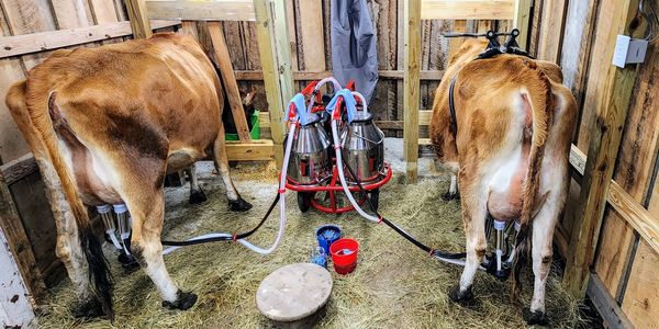 Jersey cows being milked with electric milker