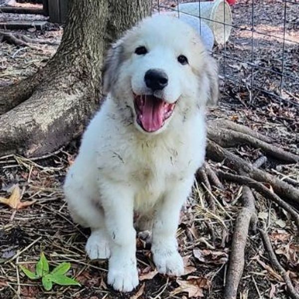 Great Pyrenees puppy