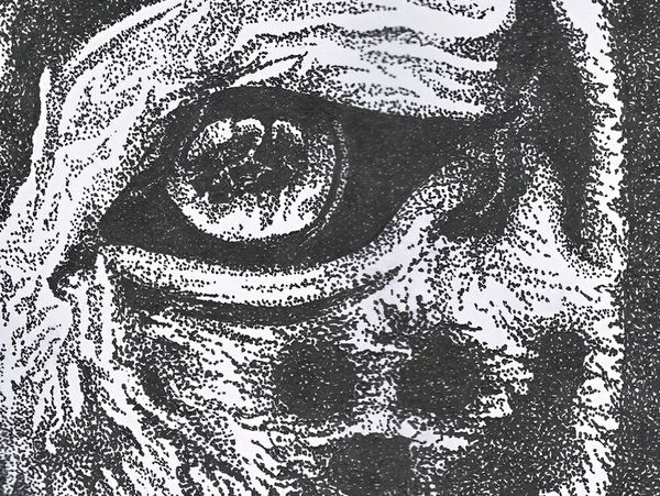 Gaia Artworks artist Tiger stippling drawing available as Original Artwork & Art Prints