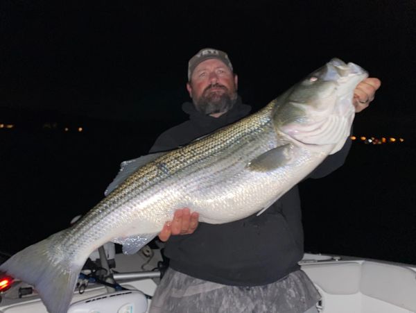 Night Striper Trips!!