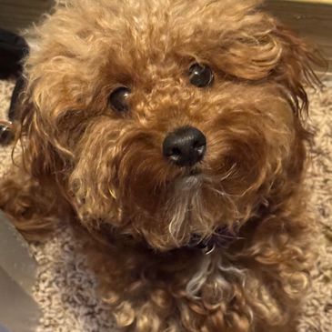 Close-up of a fluffy brown dog with curly fur and soulful eyes.