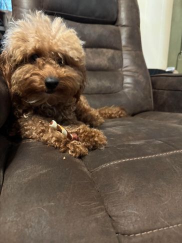 Curly brown dog relaxing on a leather chair with a chew stick.