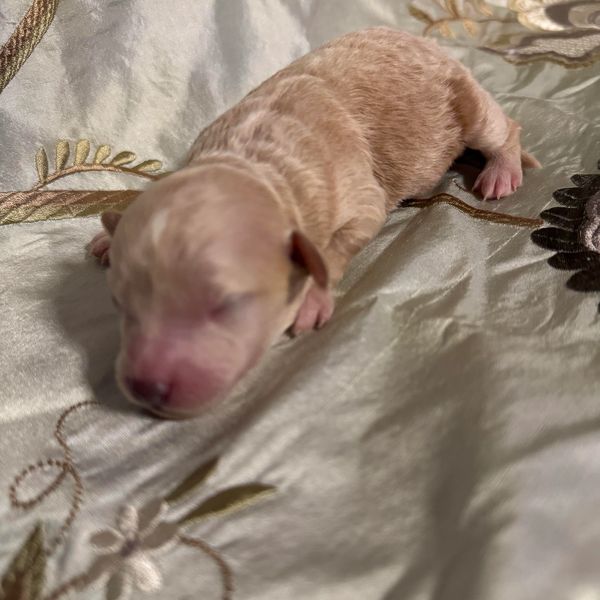 Newborn puppy sleeping on an embroidered fabric.