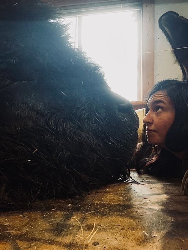 Taxidermist with bison