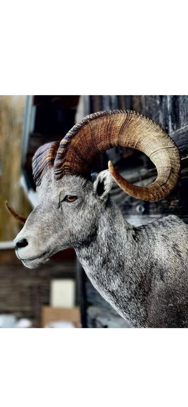 BC Resident Stone Sheep