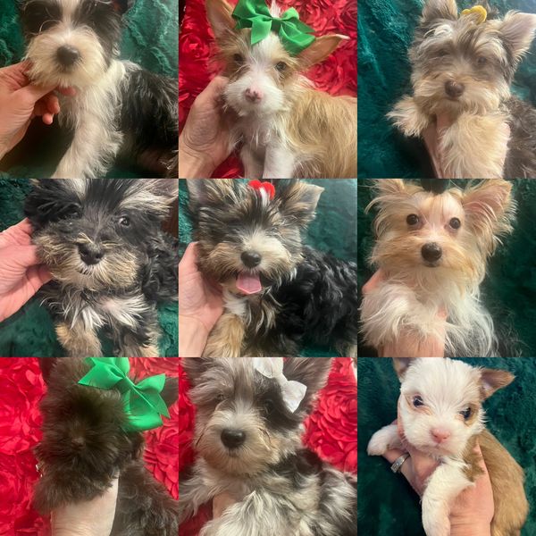 AVAILABLE PUPPIES