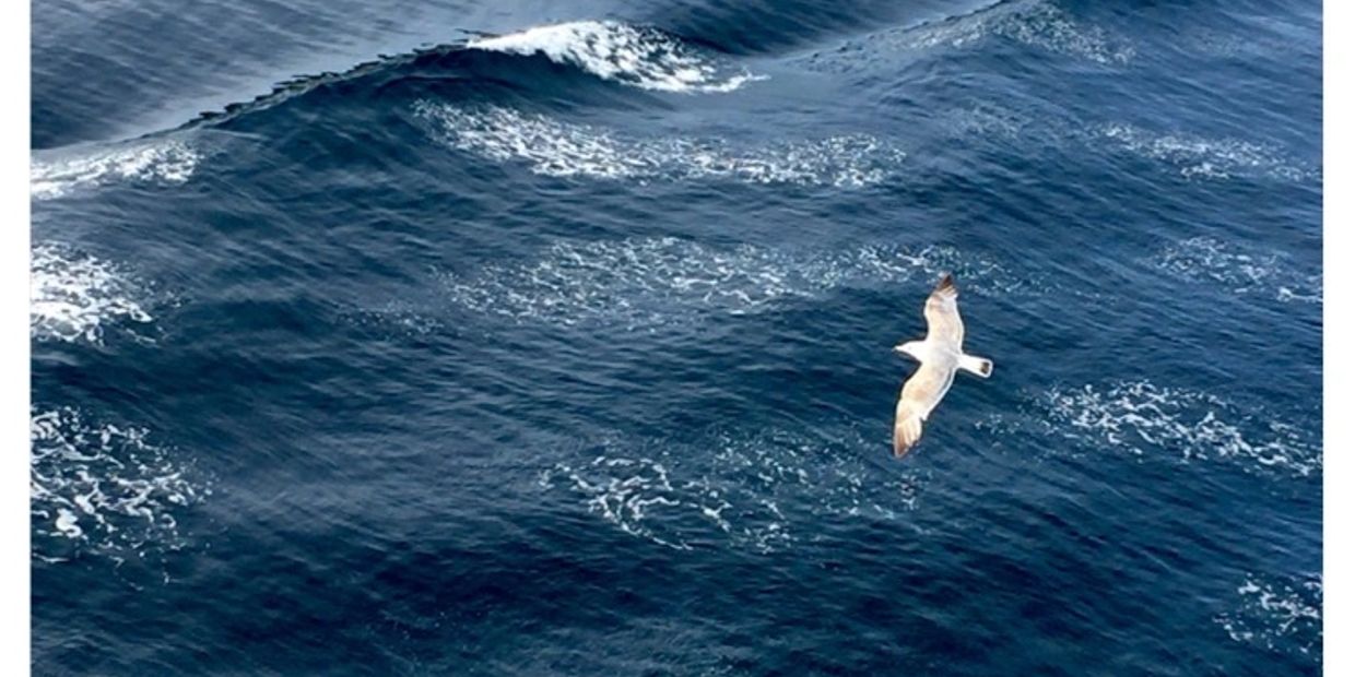 A lone seagull gliding over deep blue ocean waves.