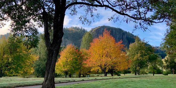 Autumn trees with colorful leaves in a park framed by a large tree and mountain in the background.